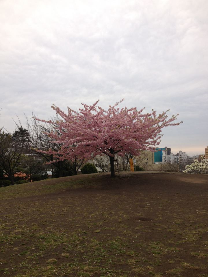 西郷山公園の河内桜