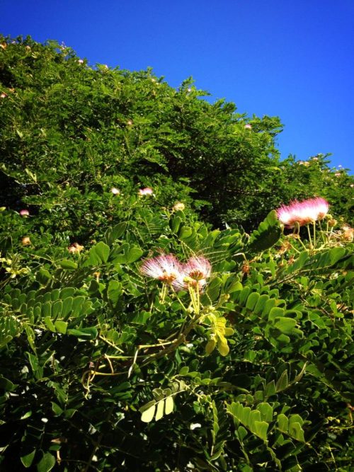 モアナルア ガーデンズの日立の木の花