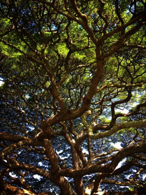 モアナルア ガーデンズの日立の木の内側