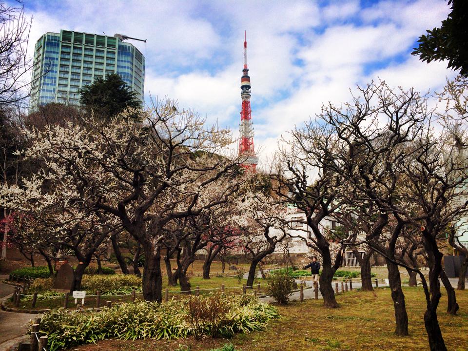 芝公園の梅と東京タワー